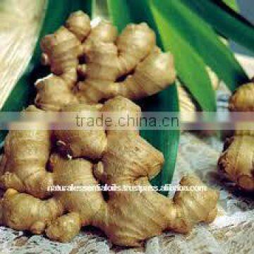 Steam Distillation of Ginger Oil