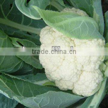 Mei F1 Cauliflower Seed