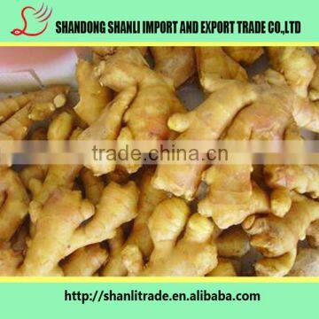 Farmer supply 150g+ Chinese fresh Ginger organic/wholesale ginger