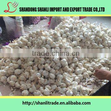 natural wholesale garlic/garlic powder/fresh organic garlic