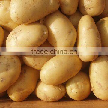 Export Quality Potatoes