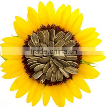 new crop chinese black sunflower seeds 601