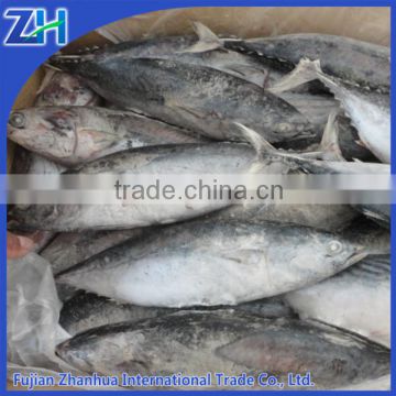 Frozen Bonito Fish New stock all size 2016