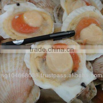 Frozen Scallop Half Shell