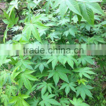 Natural Sweetener Rubusoside Sweet Tea Extract Sweet Tea Leaf
