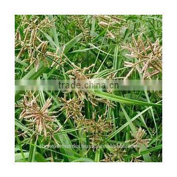 Nagarmotha Oil (Cyperus Scariosus)