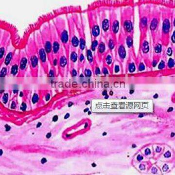 Pseudo stratified columnar epithelium Individual microscope prepared slide