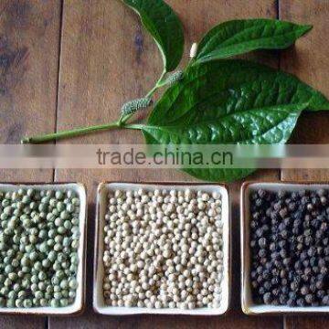 Vietnam White Pepper 630G/L HIGH QUALITY Poivre Blanc- Emma@hanfimex.com photo-2