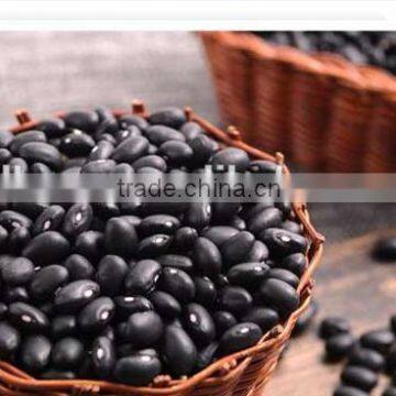 Big Size Black Bean With Best Quality