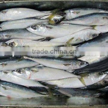 Frozen mackerel fish for sale