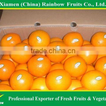 Navel oranges for sale