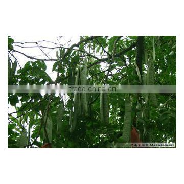 2015 Gleditsia Sinensis Lam Seeds Gleditsia Heterophylla Seeds Gleditsia Microphylla Seeds For Growing