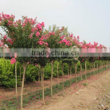 2016 New Lagerstroemia indica Seeds Crape Myrtle Seeds For Planting