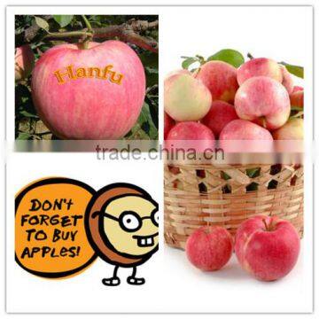 fresh fruit from China high quality and good price red big sweet crisp hanfu fresh apple