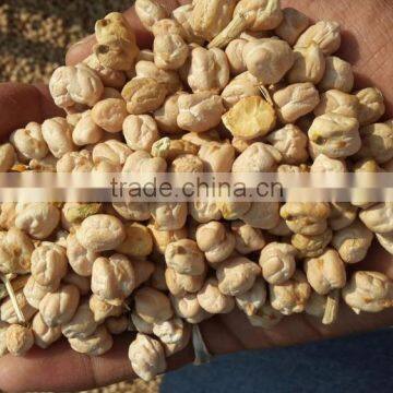 Chick Pea photo-4
