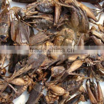 Dry Cricket Fish Food photo-2