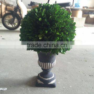 Potted Preserved Boxwood Ball Topiary Producer