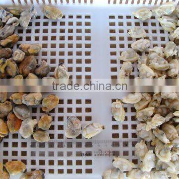 500g Seafood Mix photo-3