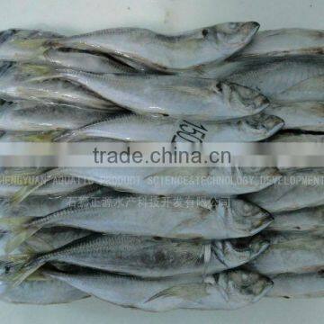 Frozen Fish Shipping All Arund The World photo-2