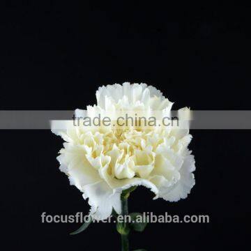 fragrant Natural Fresh Carnation In Two Tone Plum Flower white For Weddings from yunnan