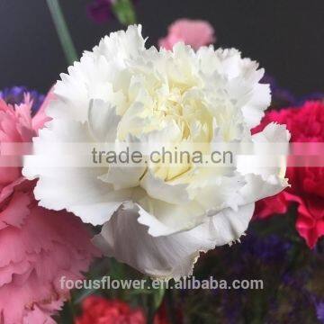 Natural fresh white carnations fresh cut price for weddings