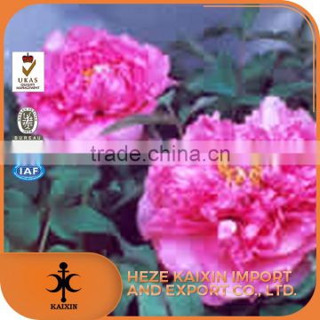 hot sale paeoniflorin tree peony root bark