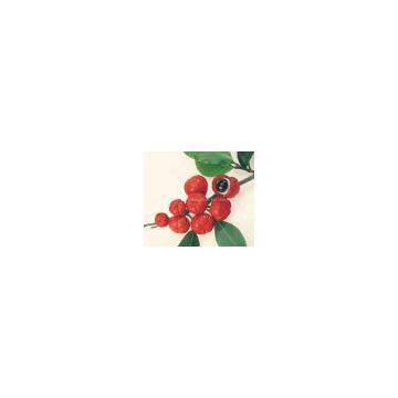 Guarana Extract Powder/guarana seed extract