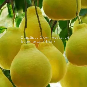 White Pomelo photo-2