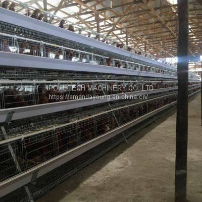 Chicken battery cage in layer poultry farm