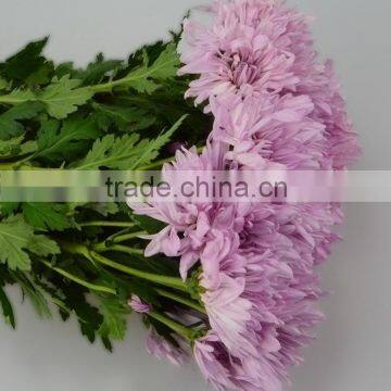 Quality New Coming Fresh Pink Chamomile Chrysanthemum photo-6