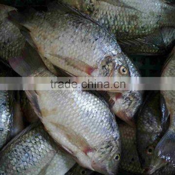 Frozen black Tilapia fish BQF PRICE