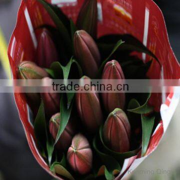 Most popular hot selling red lily from lily fresh cut flowers suppliers wholesalers