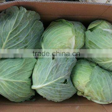 2014 fresh cabbage for sale