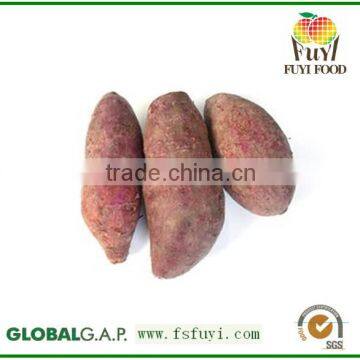 2015 Sunny Orchard fresh sweet potato