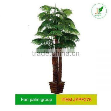 Real trunk palm tree in group