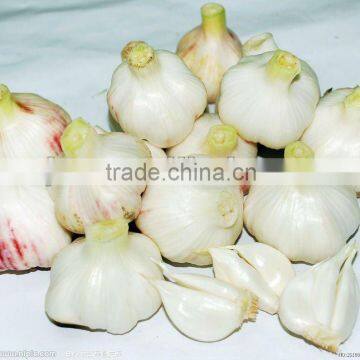 White Garlic