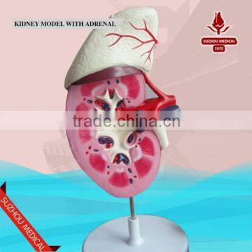 Kidney model with adrenal