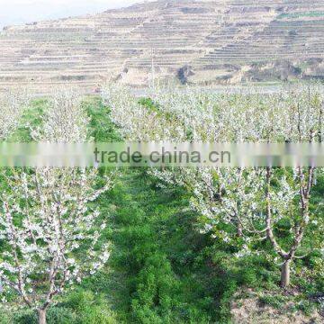 Import China Products Fresh Cherry High Quality Bagged photo-5