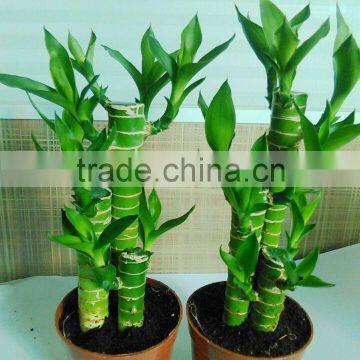 Dracaena Lotus Lucky Bamboo Planted in 3pcs 10cm + 15cm + 20cm Rooted in a 10cm Pot With Cocopeat Substrate photo-3