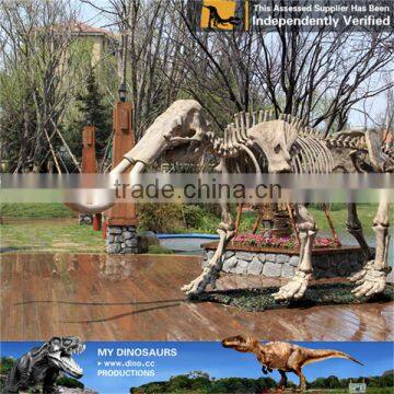 MY Dino-C070 Resin Animal Skeleton for Musuem Exhibition photo-6