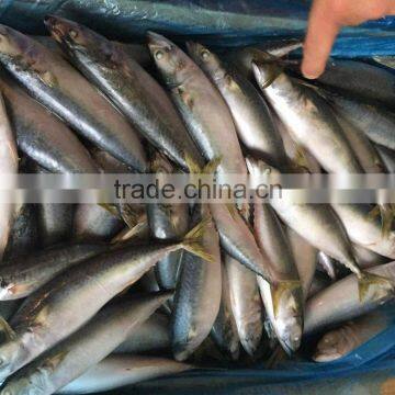 Land Frozen White Belly Pacific Mackerel