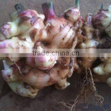 Vietnam Fresh Ginger photo-2