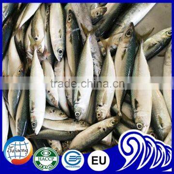 Best Price High Quality Frozen Pacific Mackerel Fish Suppliers