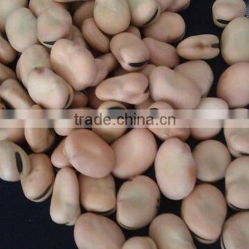 Market Price Broad Bean