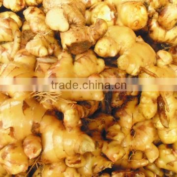 Fresh Ginger from viet nam