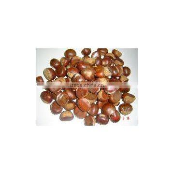 Sweet Chestnut for Sale photo-3