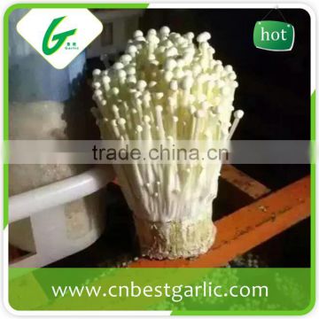 Health food china fresh enoki mushroom