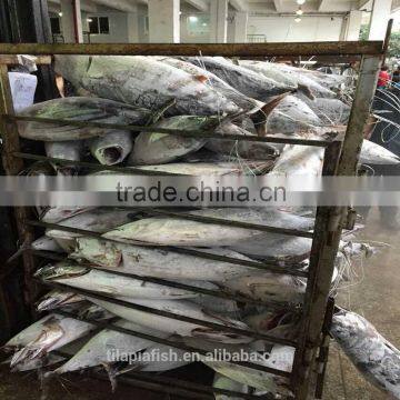 Frozen big sizes Bonito fish for sale