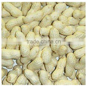 Chinese raw peanut in shell price