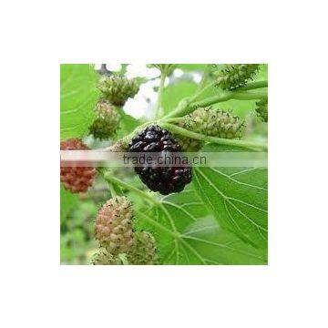 Morus nigra (Black Mulberry)